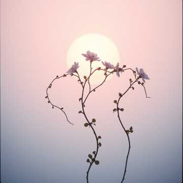 Te simpt in tot ,Dana cover art