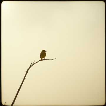 Kenari Di Dahan Sepi cover art