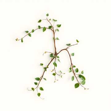 Funia-n împletită in trei cover art