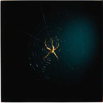 Play with spider cover art