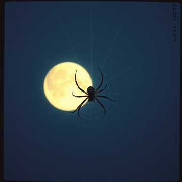 Play with spider cover art
