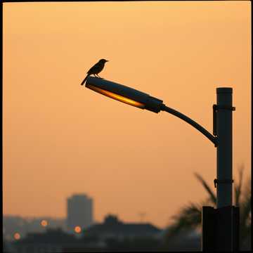 The bird... cover art